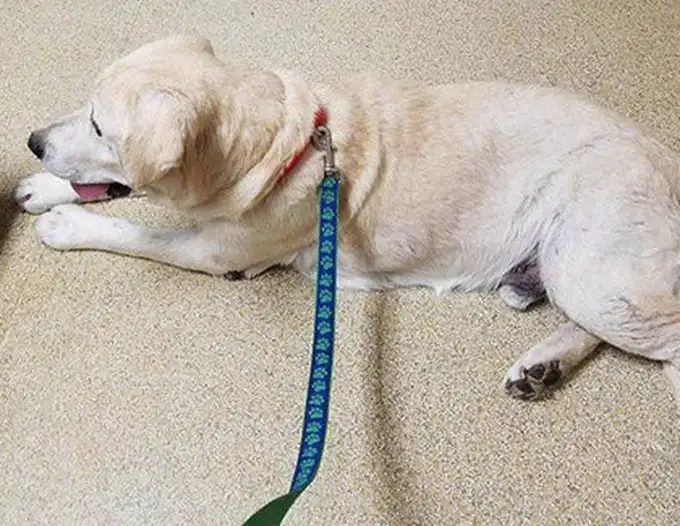 护理后安心趴卧休息的拉布拉多犬